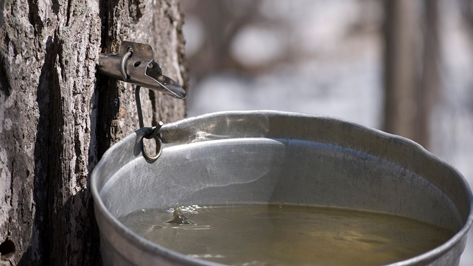 https://maple3.asia/image/cache/catalog/recettes/maple3_960x540-1920x1080.jpg