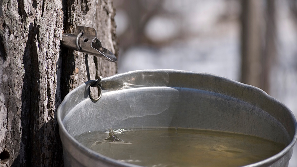 Maple 3 — Pure Canadian Maple Water, Now in Thailand Maple 3 — Pure Canadian Maple Water, Now in Thailand